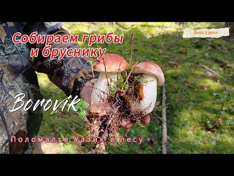 Видео: Собираем грибы и бруснику в лесу. Маринованные белые грибы. Грибная икра. Сбор лекарственных трав.