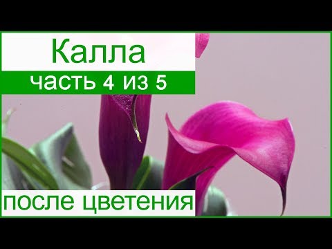 Видео: 🥀 Уход за каллой после цветения: выкапывание и хранения луковиц каллы