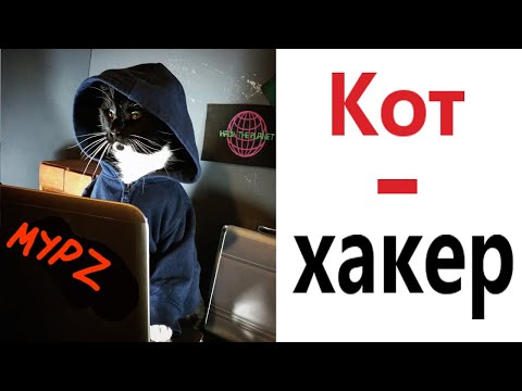 Видео: Лютые приколы! КОТ - ХАКЕР!!! Самое смешное видео! Засмеялся проиграл! – Domi Show!