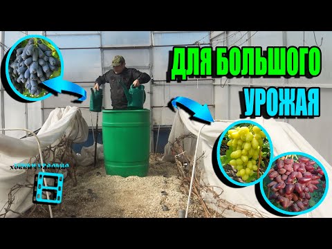 Видео: ПЕРВАЯ ВАЖНЕЙШАЯ ПОДКОРМКА ВИНОГРАДА ВЕСНОЙ ДЛЯ ПРОБУЖДЕНИЯ КУСТА. СЕВЕРНЫЙ ВИНОГРАДНИК 22-18
