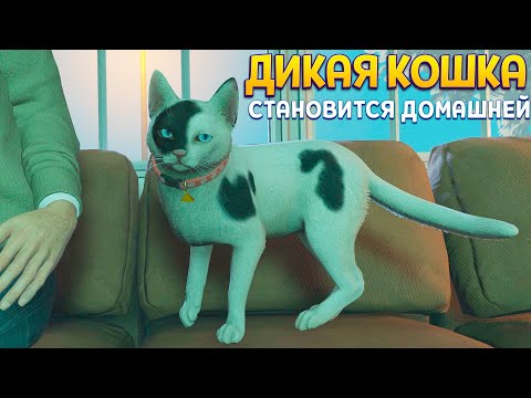 Видео: ДИКАЯ КОШКА СТАНОВИТСЯ ДОМАШНЕЙ ( Copycat )