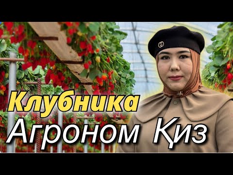 Видео: Qishda Daromad olish. QULUPNAY YETISHTIRISH. Agranom qiz maslahatlari. #агроном #qulupnay