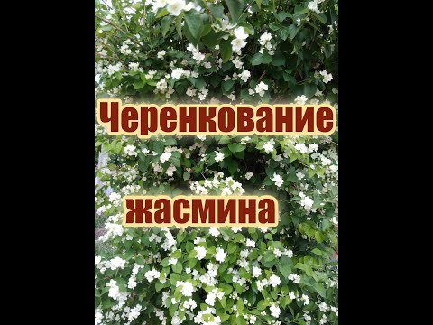 Видео: Размножение жасмина черенками.