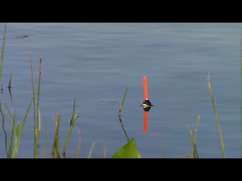 Видео: З поплавком на карася