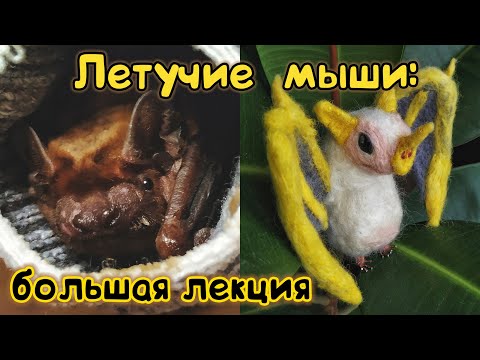 Видео: Лекция о летучих мышах: кто они, стоит ли их бояться? 🦇
