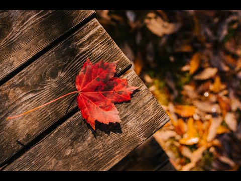 Видео: Везни ♎ / Таро прогноза за септември - Намери покоя в себе си! 🍁🍂