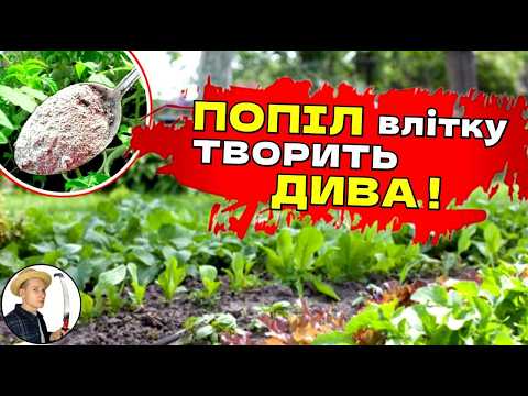 Видео: Зола на городі: секрети приготування ефективного підживлення