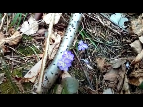 Видео: Синий подснежник и брёвнотерапия. Хутор LV