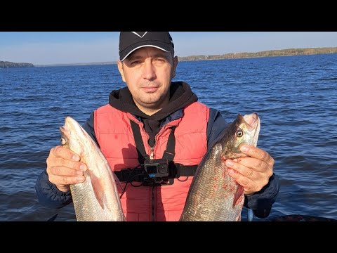 Видео: Рыбалка пошла не по плану , жерех на тейл спиннер!