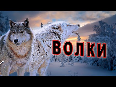 Видео: Загадочная История.Встреча с волками!