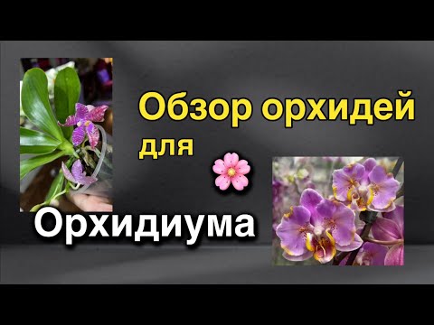 Видео: #новаяпоставка - прямо на #орхидиум!