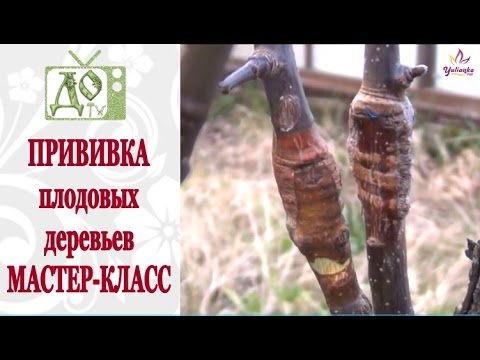 Видео: КАК ПРИВИВАТЬ плодовые деревья. ПРОСТОЙ и ДЕЙСТВЕННЫЙ СПОСОБ. МАСТЕР КЛАСС