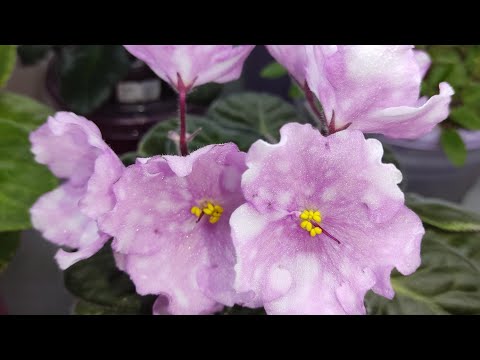 Видео: Фиалки у Алисы. Эстафету приняла 💖😊.