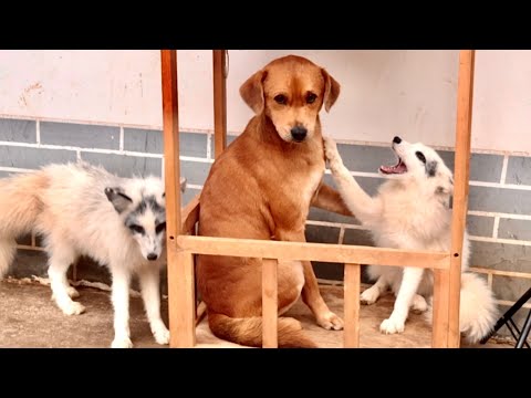 Видео: Пса 🐶 обидел маленький лисёнок 🦊! Этот лис такой милый и игривый. 🦊🐶🥰❤👍👍👍