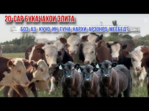 Видео: 20-САР БУКАЧАХОИ ЭЛИТА 13 сентября 2025 г.