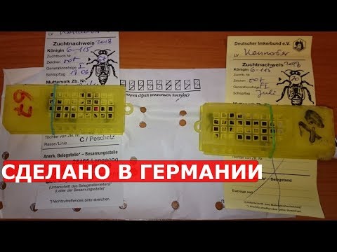 Видео: подсадка чистопородной матки карника островного облёта первый опыт подсадки на выходящий расплод