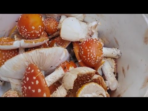 Видео: Есть возможность ЗАРАБОТАТЬ // Нарвались на  грибы // МУХОМОРЫ 🍄 каждый день 🤷//