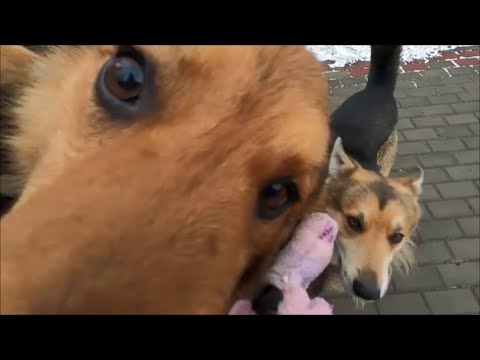 Видео: Жизнь без собак. Очень наглый дворняга Султан / Life without dogs. Very arrogant mongrel Sultan