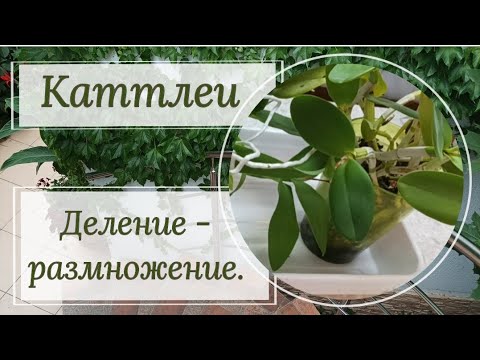 Видео: Делю каттлеи. ✂️😏 Размножение симподиальных орхидей.