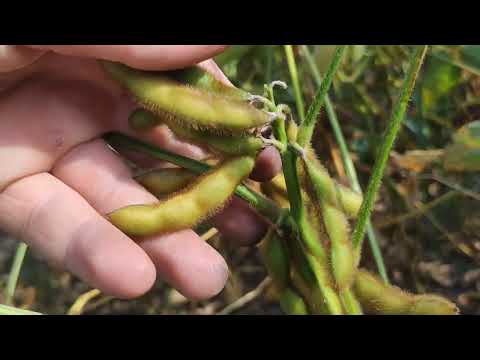 Видео: соя МЕНТОР від Lidea🚜🌾🌱соя без ГМО👍