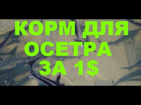 Видео: КОРМ ДЛЯ ОСЕТРА ЗА 1 $