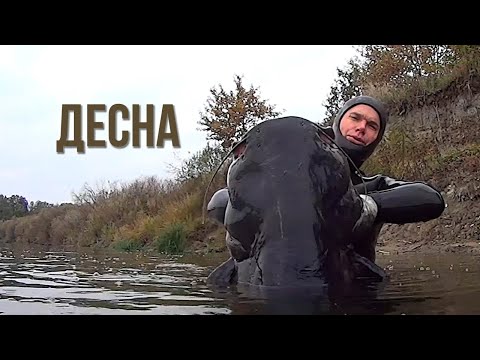 Видео: Подводная охота на Десне. Охотимся на сома, сазана и судака