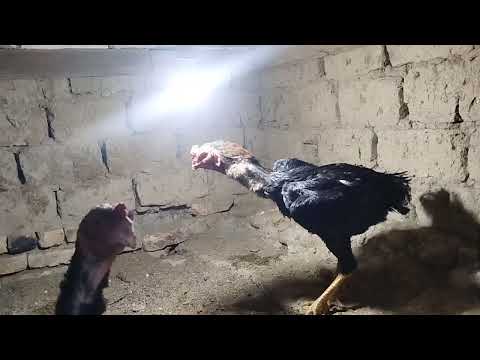 Видео: Мурожат учун тел 99-855-44-01