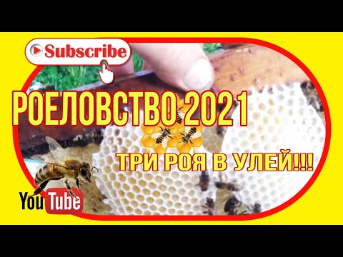Видео: Роеловство 2021. Три роя в улей.