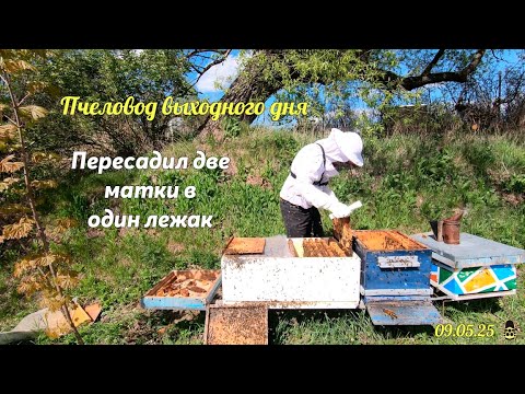 Видео: Переселение двух ульев в один лежак. Пчеловод Выходного Дня (09.05.25)