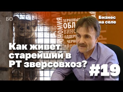 Видео: «Разводим соболей. Накладно, но выгодно»: чем живет старейший в РТ зверсовхоз? | Бизнес на селе #19