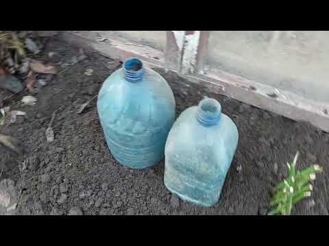 Видео: Розмноження  троянд восени/Propagation of roses by cuttings/ Multiplication des roses par bouturage.