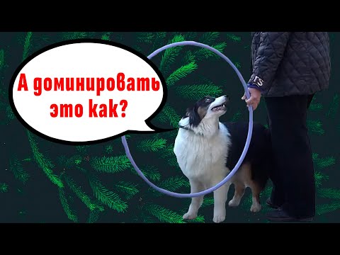 Видео: Тизер разбора видео с ДогТренинг. Аусси шлёт хозяйку без СМС и регистрации