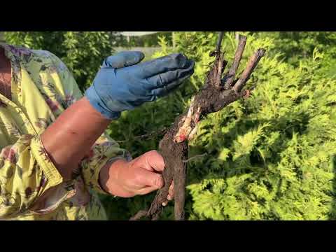 Видео: Как правильно сажать розы в Сибири? 🌹