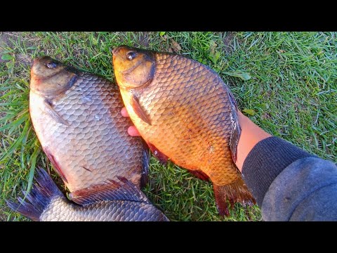 Видео: ОНИ НЕ ПОДНИМАЮТСЯ! КАРАСИ ЛАПТИ НА ЛЕСНОМ ОЗЕРЕ! Ловля карася на фидер и донки