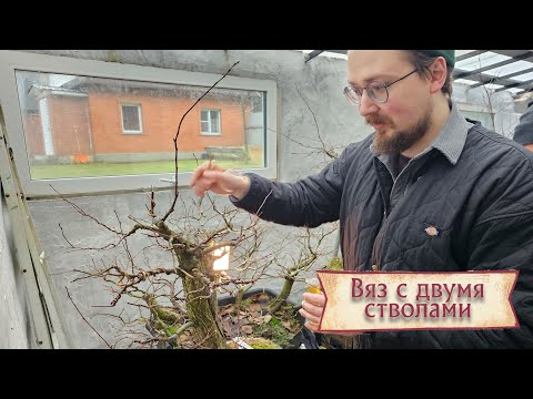 Видео: Формируем вяз с двумя стволами