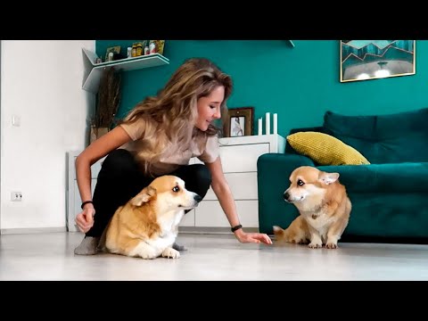 Видео: Пока собаки побудут у папы 😀Замечательный день! 🌸VLOG