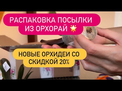 Видео: 🟡ОБЗОР новых орхидей из ОРХОРАЙ со скидкой 20% Распаковка посылки #распаковка #обзорорхидей #орхидеи