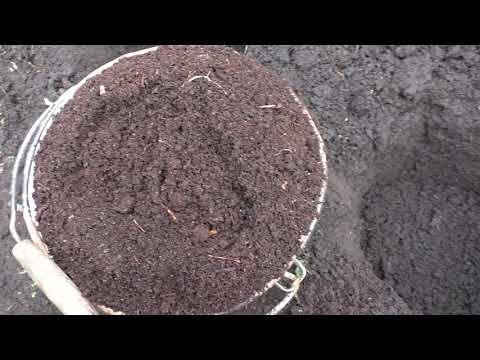 Видео: Посадка саженца жимолости, ЗКС