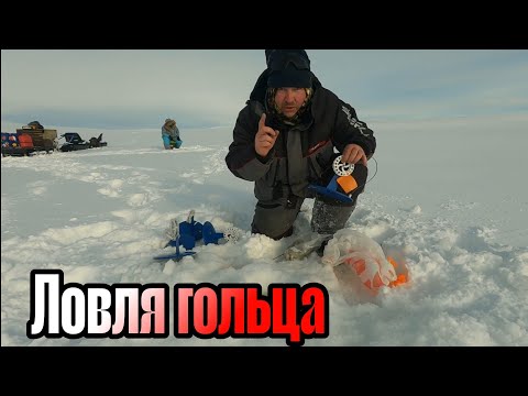 Видео: Ловля АРКТИЧЕСКОГО ГОЛЬЦА в тундре.