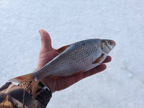 Видео: САТАЕВО. ЛОВЛЯ ПЛОТВЫ на Кременчугском водохранилище 2021.