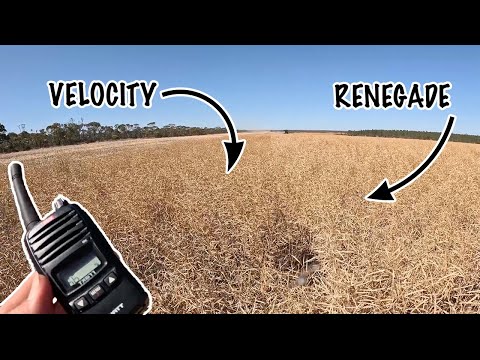 Видео: Какой из них мы оставим? | Урожай 2025 | Западная Австралия