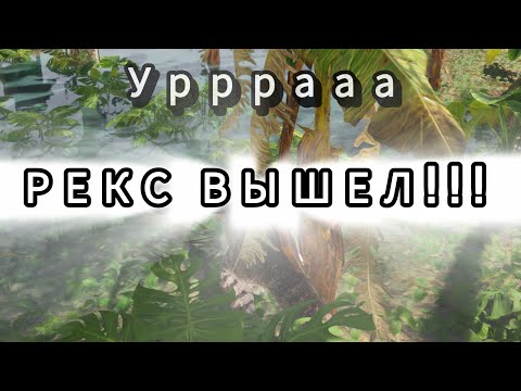 Видео: Уууррраааа рекс вышел на хорды