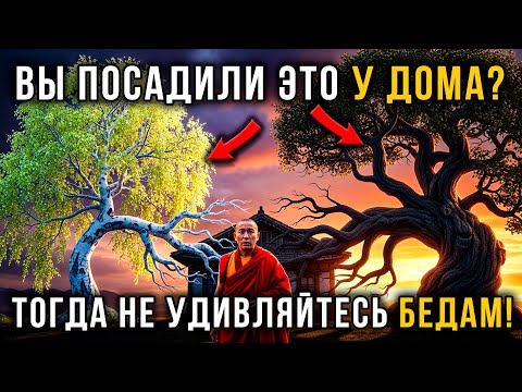 Видео: 7 Деревьев, Которые Тянут Болезни и Несчастья в Дом | Мудрость Тибета