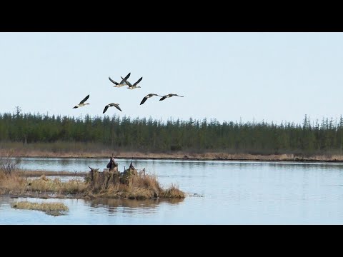 Видео: ОХОТА НА ТУРПАНА НА КОЛЫМЕ 2022. 5 СЕРИЯ
