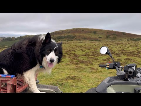 Видео: Фантастическая бордер-колли, пасущая овец на шотландских горах.