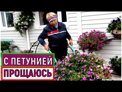 Видео: С ПЕТУНИЕЙ прощаюсь и черенки не оставляю!