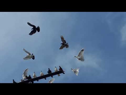 Видео: #Pigeons.Оспа у голубей.