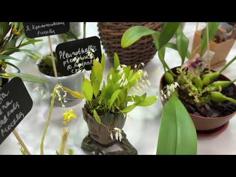 Видео: Fan orchid exposition весна 2025 Питер