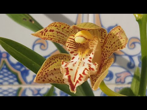 Видео: Новые орхидеи, Cymbidium и заказ из Африки.