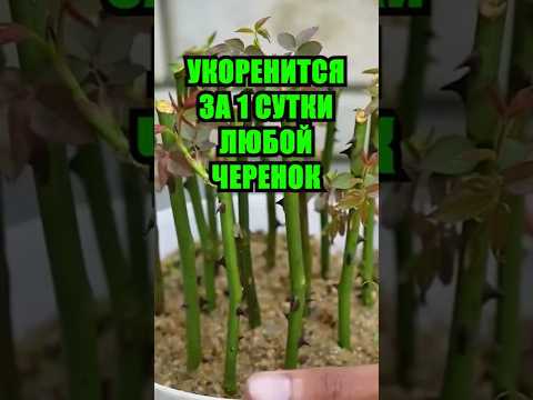 Видео: Секрет моих 100% укоренений: мощнейший укоренитель, который стоит копейки. Рассказываю рецепт!